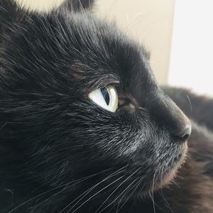 Meet your Posher, Clara